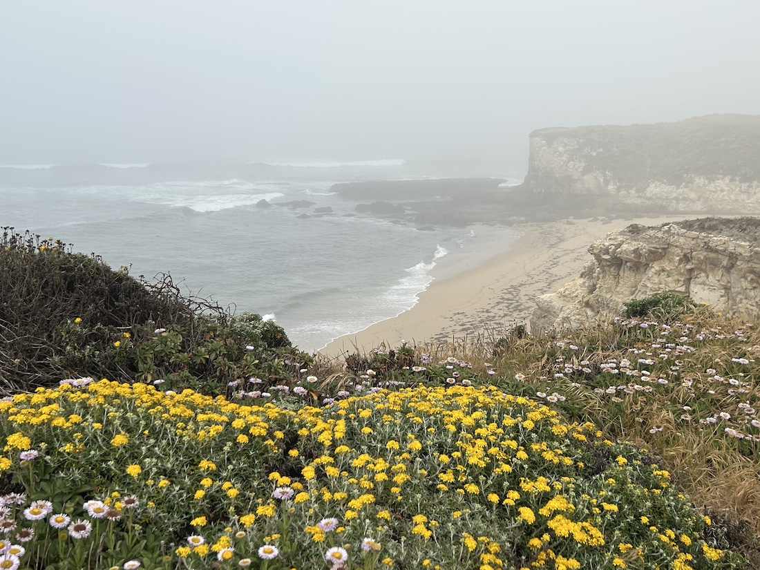 Wilder-beach-Santa-Cruz