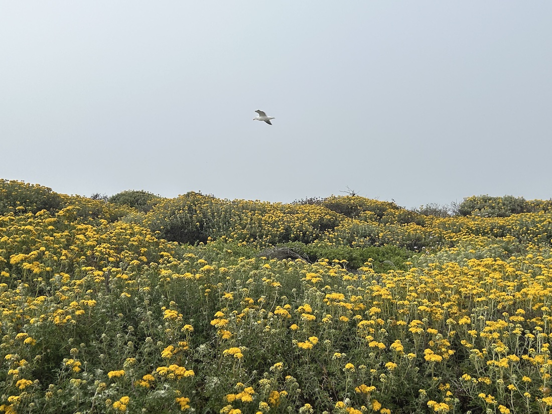 Field of flowers at the bluffs Wilder Ranch Santa Cruz CA