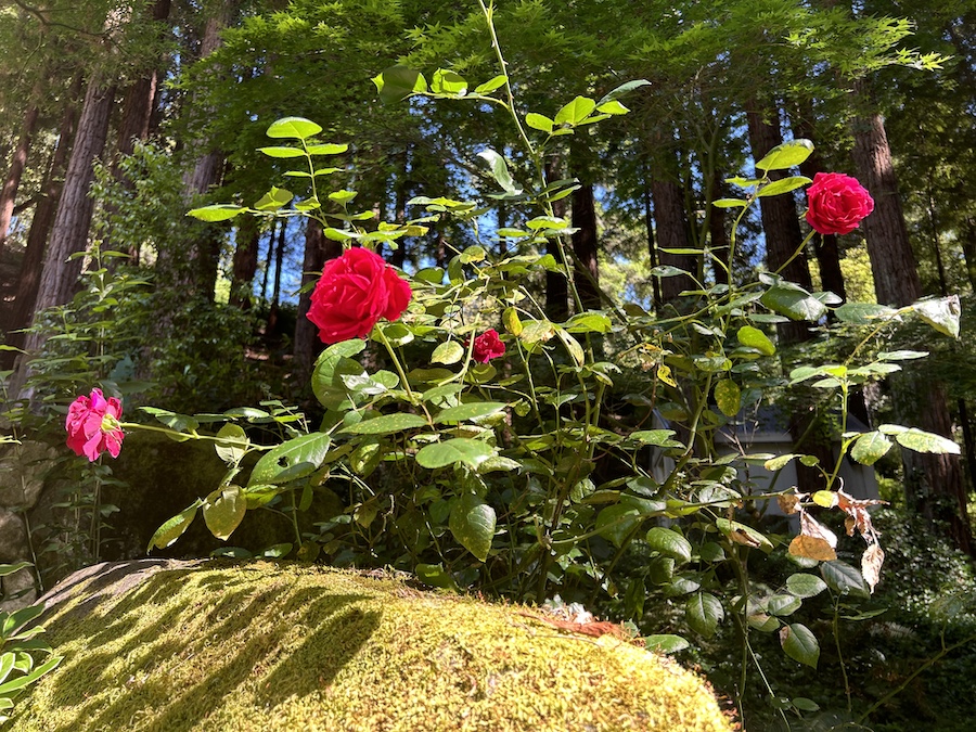 Roses in the Santa Cruz Mountians