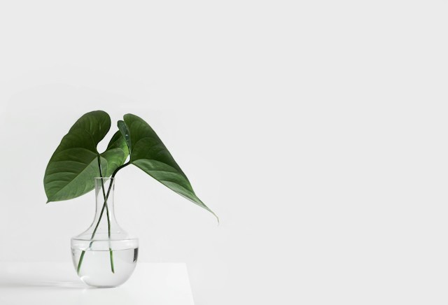 Picture of a plant in a glass vase